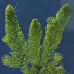Ceratophyllum, demersum